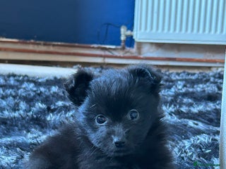 Pomapoo dogs ** Pomeranian 🐶 puppies 🐶 - Advert 12