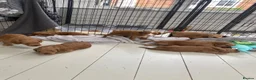 Australian Labradoodle dogs for sale: Australian labradoodles - Advert 16