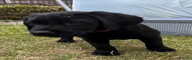 Orange collar - female