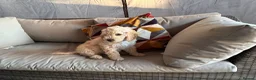 Mini Goldendoodle dogs for sale: Mini Goldendoodle  - Advert 7