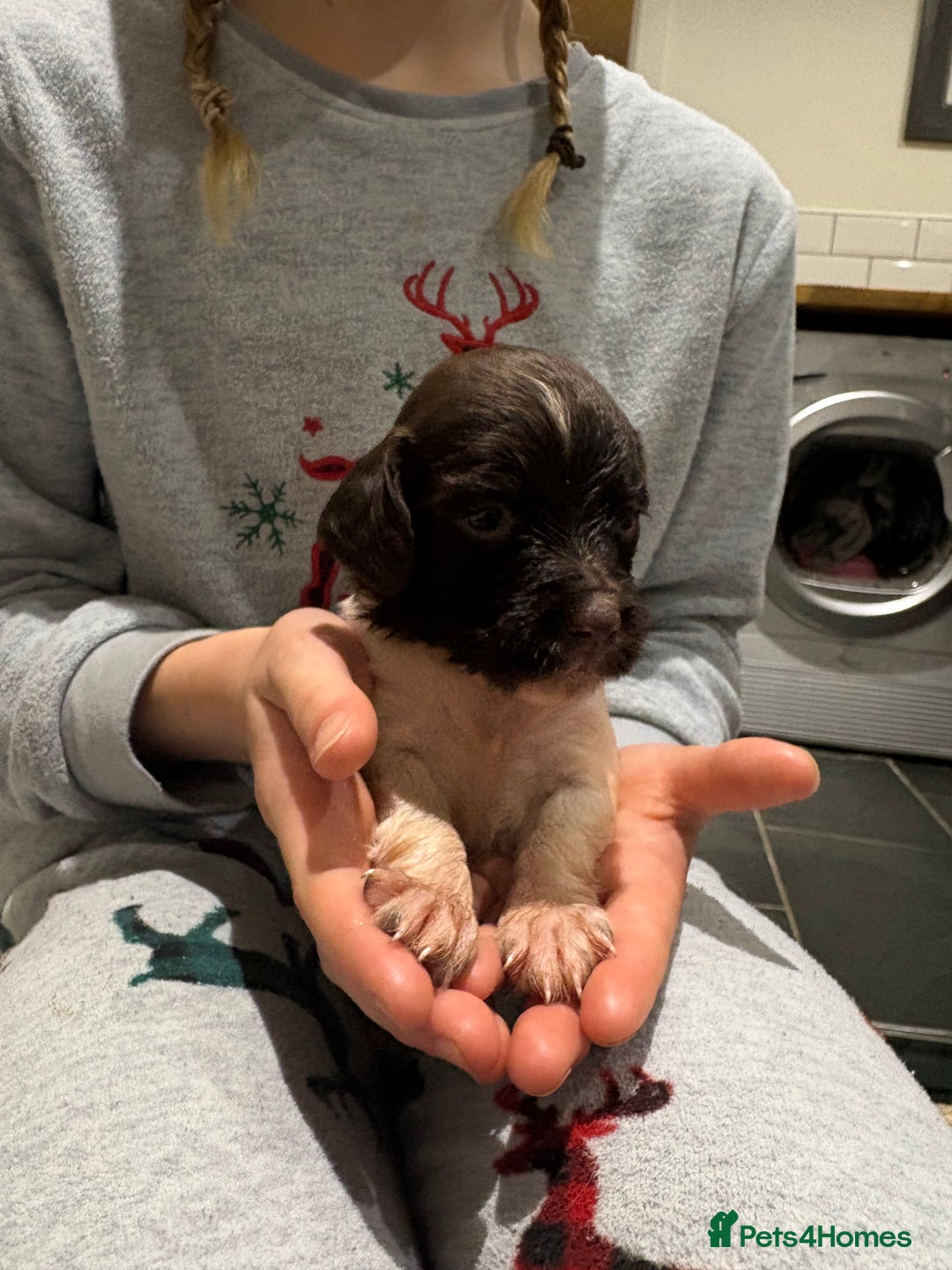 English Springer Spaniel dogs for sale: Quality English springer spaniel puppies  - Advert 6