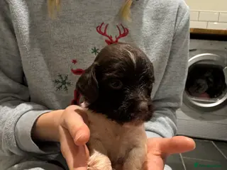 English Springer Spaniel dogs One quality male English springer spaniel left - Advert 3