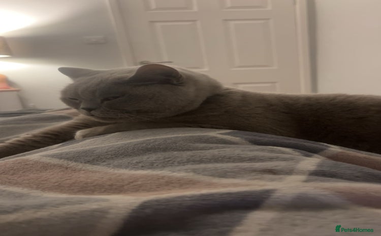 British Shorthair cats - Advert 1