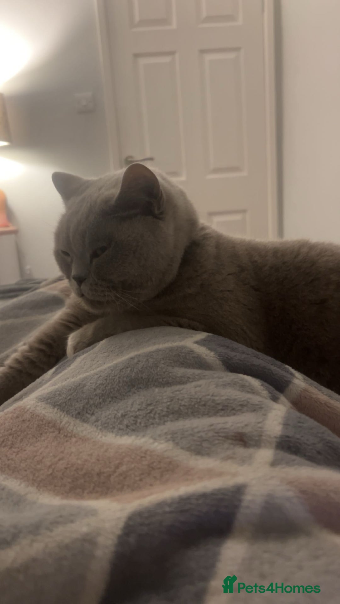 British Shorthair cats for sale: Sonny  - Image 1