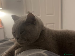 British Shorthair cats for sale - Advert 1