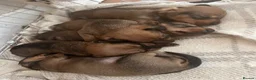 Dachshund dogs for sale: Teckel puppies for sale - Advert 5