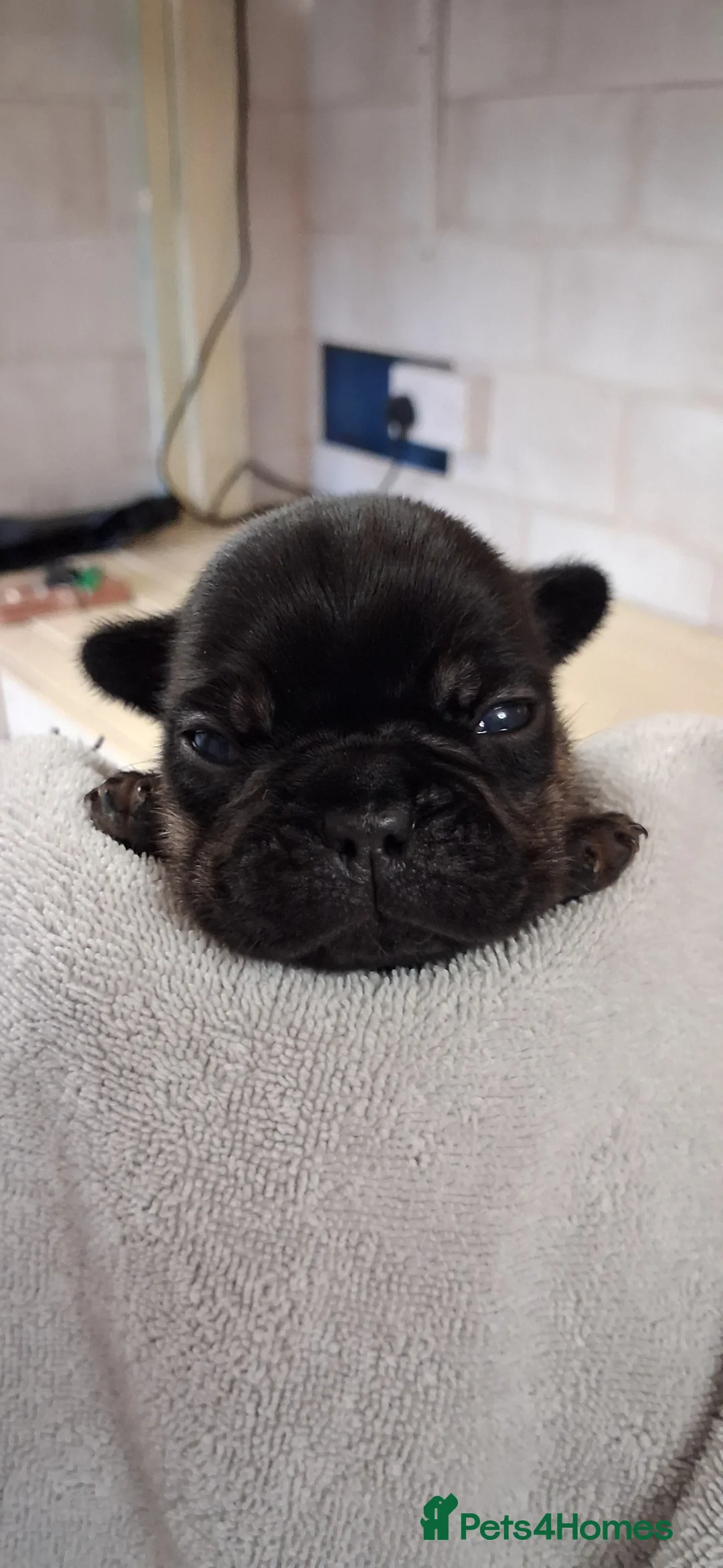 French Bulldog dogs for sale: Stunning Frenchie babies - Advert 10