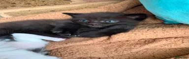 Black Kitten