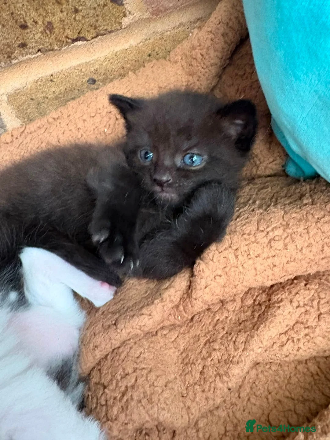 Mixed Breed cats for sale: Two Fluffy Boys Looking for Their Forever Homes - Advert 2