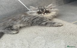 Persian cats for sale: Persian Grey kitten male and female - Image 5