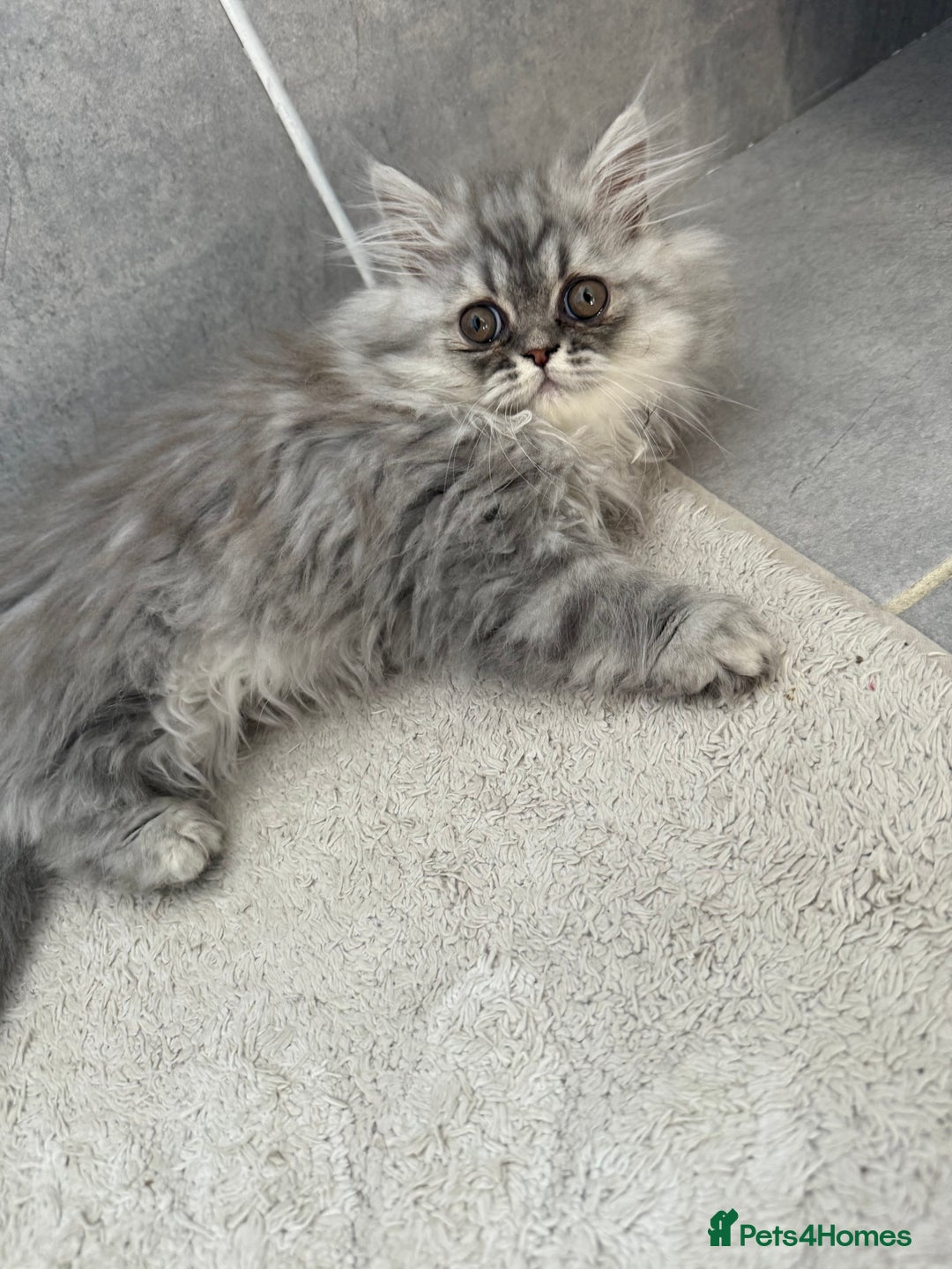 Persian cats for sale: Persian Grey kitten male and female - Image 5
