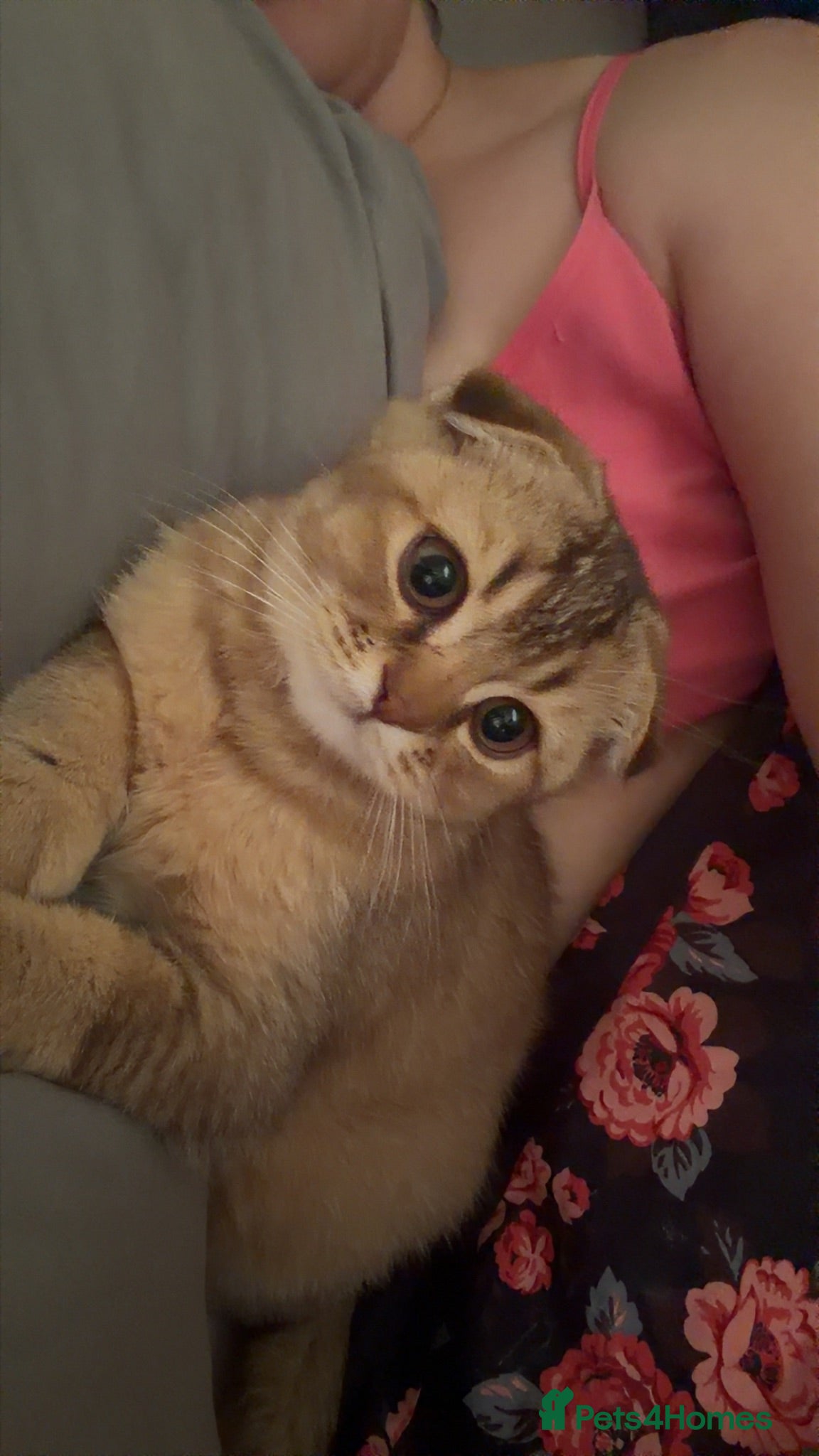 Scottish Fold cats Scottish fold kitten  - Advert 12