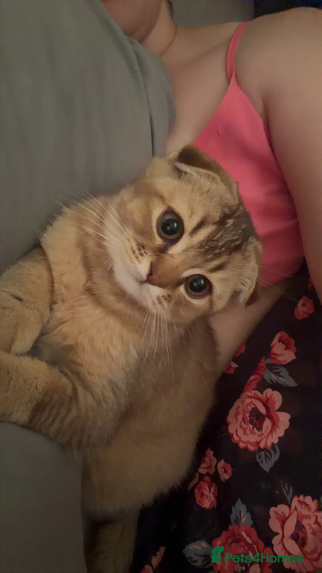 Scottish Fold cats for sale: Scottish fold kitten  - Advert 1