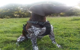 German Shorthaired Pointer dogs for sale: 3boys 3girls left ‼️Stunning Litter of GSP puppies - Image 37