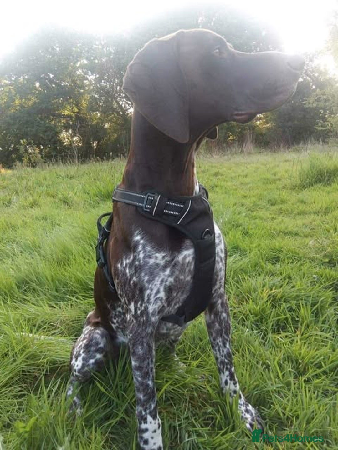German Shorthaired Pointer dogs for sale: 3boys 3girls left ‼️Stunning Litter of GSP puppies - Image 37