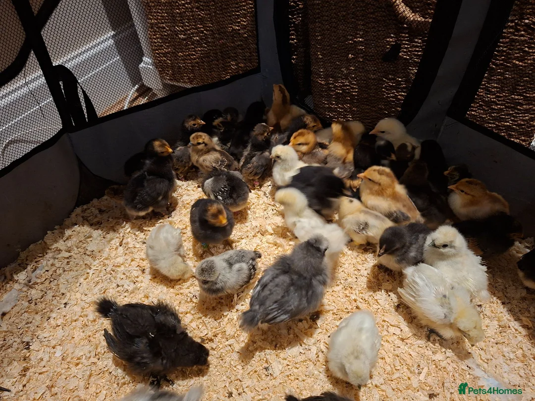 Chickens poultry for sale: Day old chicks - Advert 6