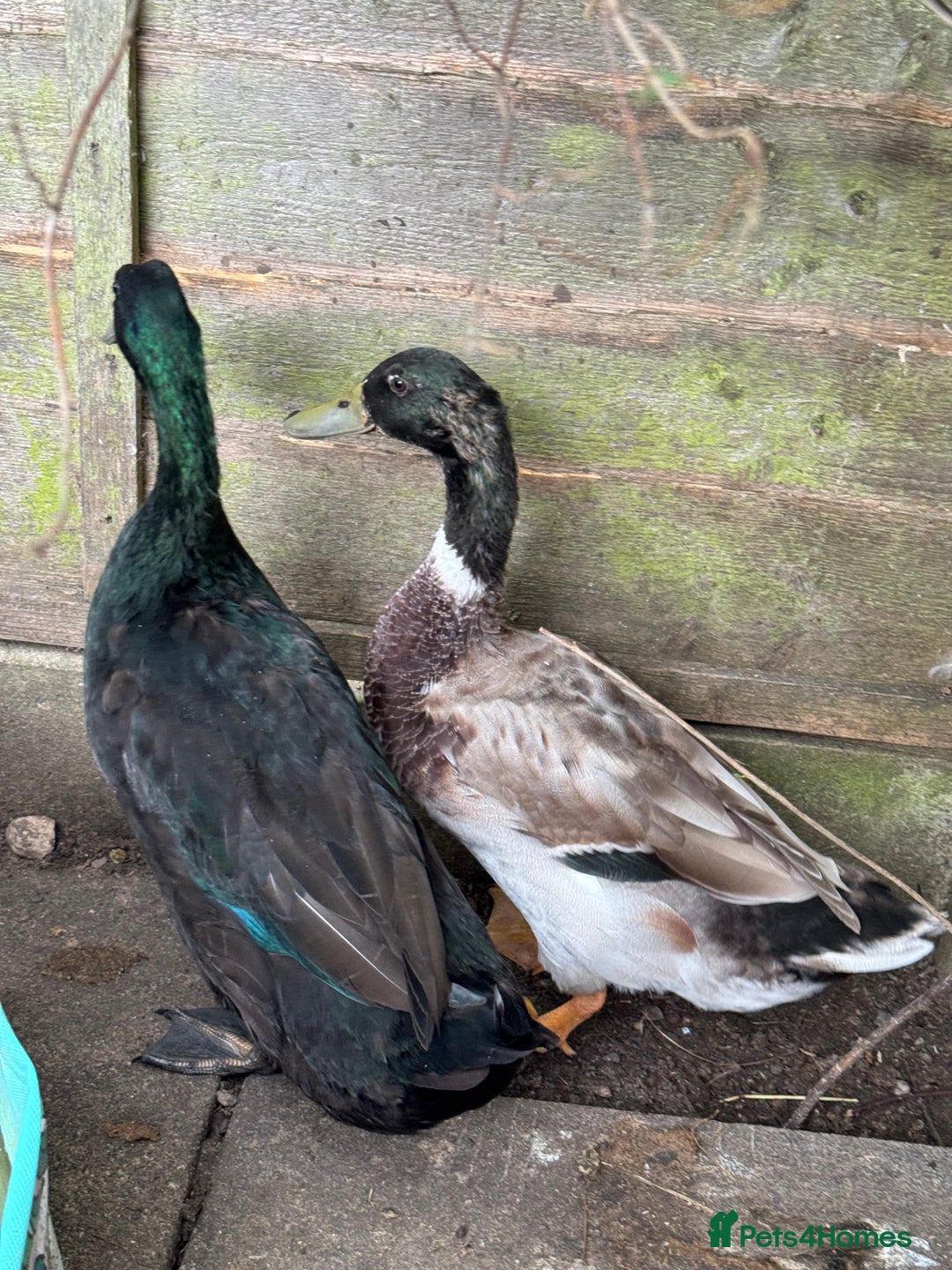 Ducks poultry for sale: 2 Indian Runner Drakes looking for a new home - Image 4