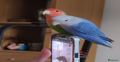 Lovebirds birds - Advert 5