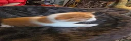 Mixed Breed cats for sale: Maine coon cross - Advert 8