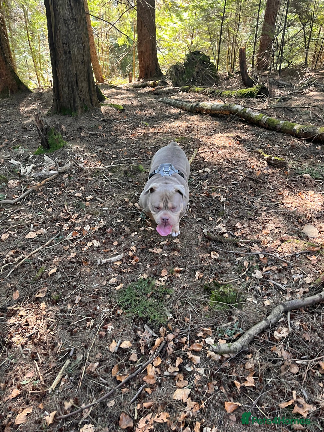 American Bully dogs for sale: Bruce - Advert 4