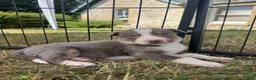 Border Collie dogs for sale: Beautiful Border Collie Puppies  - Advert 30
