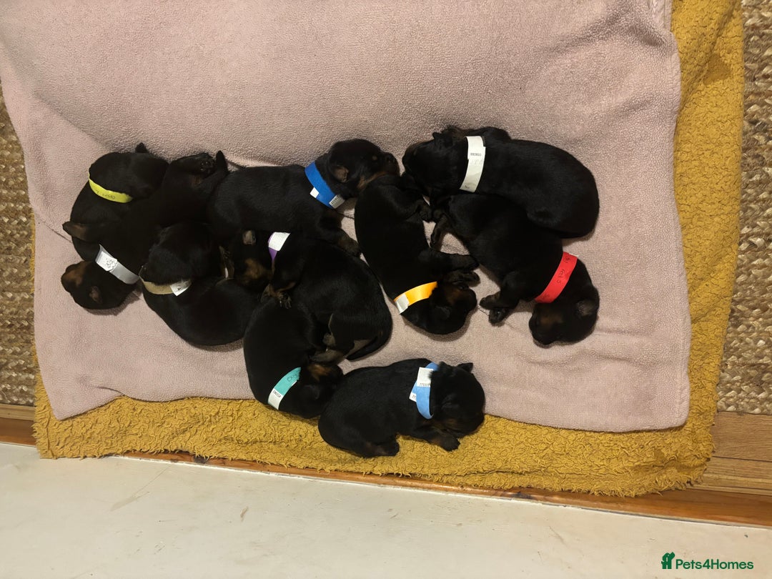 Rottweiler dogs for sale: *** Pedigree Rottweiler puppies*** - Advert 8