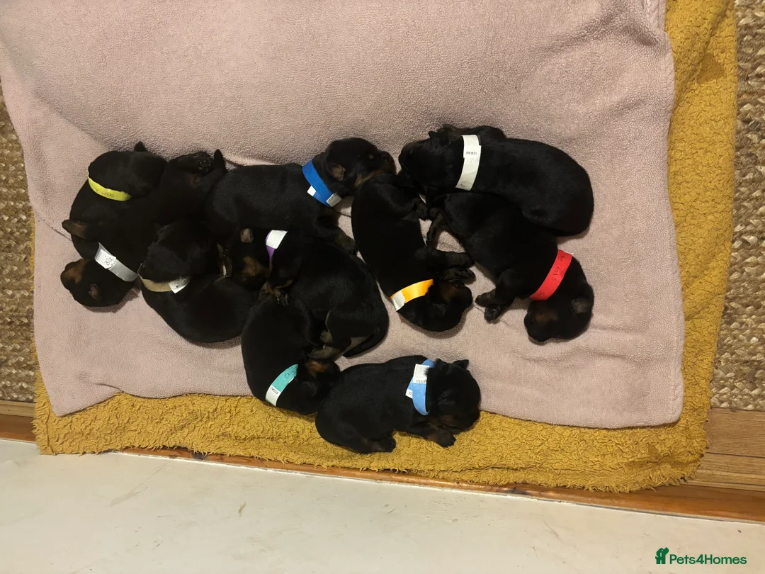 Rottweiler dogs for sale: *** Pedigree Rottweiler puppies ready in 2 wks*** - Advert 13