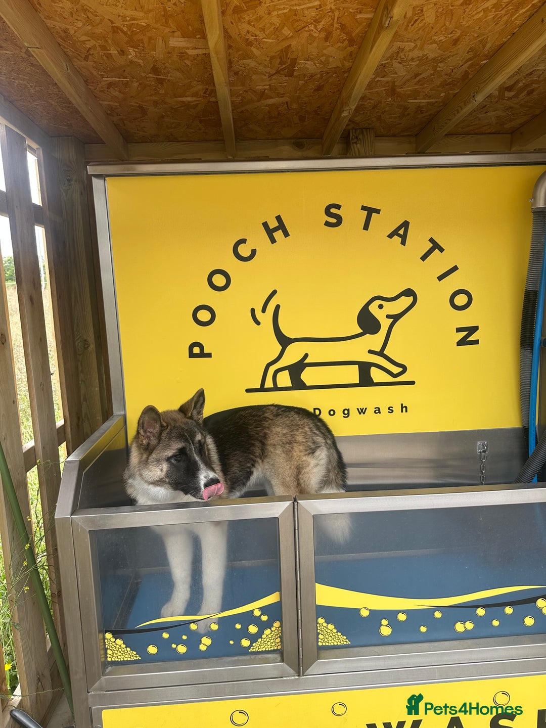 Akita dogs for sale: Female American Akita. - Image 6