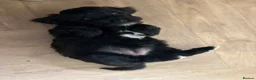 Havapoo dogs for sale: ADORABLE HAVAPOO PUPPIES HYPOALLERGENIC - Advert 3