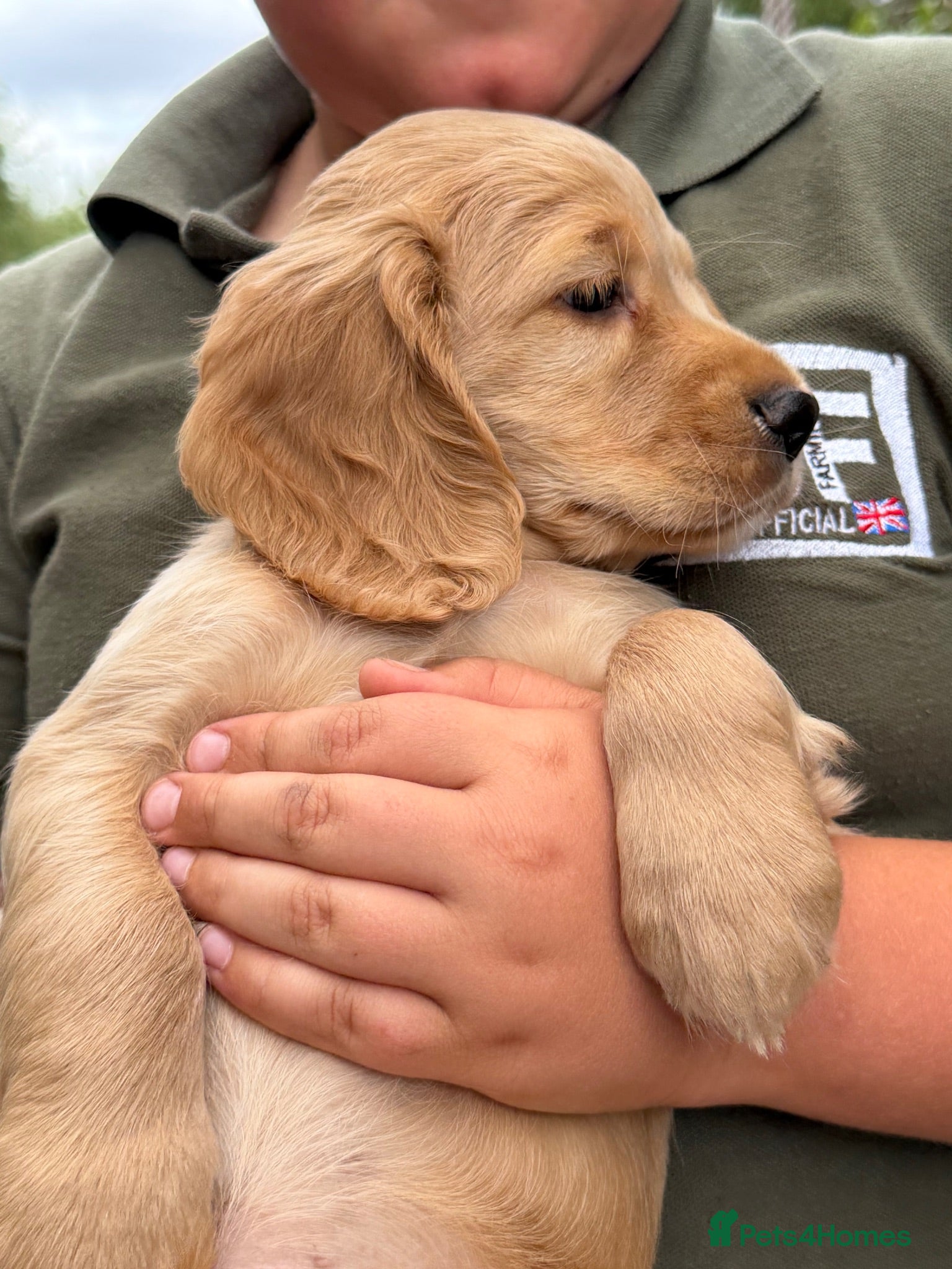 Cocker Spaniel dogs Exceptional KC registered Working Cocker Spaniels - Advert 8
