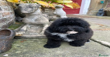 Toy Poodle dogs - Advert 3