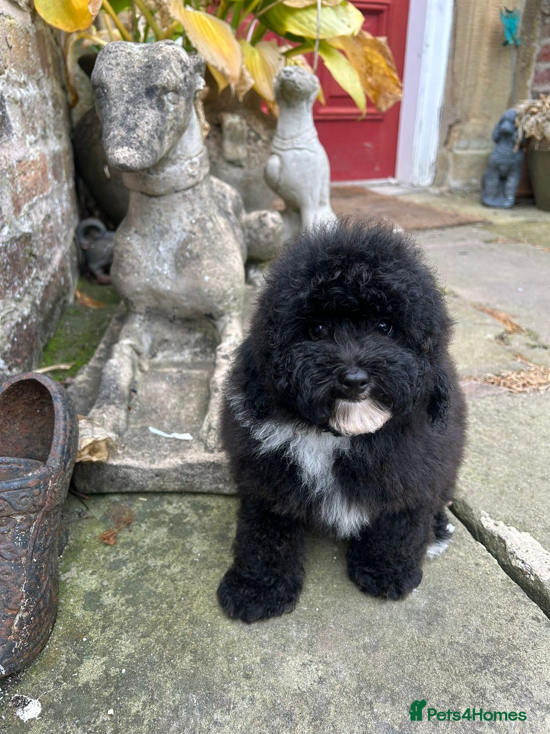 Toy Poodle dogs for sale: Beautiful KC Reg. Small Toy Poodle Puppies - Image 11