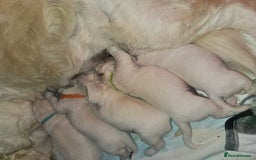 Golden Retriever dogs for sale: Adorable Golden boys for sale  - Advert 8