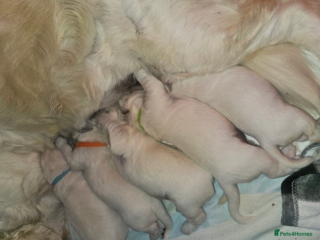 Golden Retriever dogs for sale: Adorable Golden boys for sale  - Advert 8