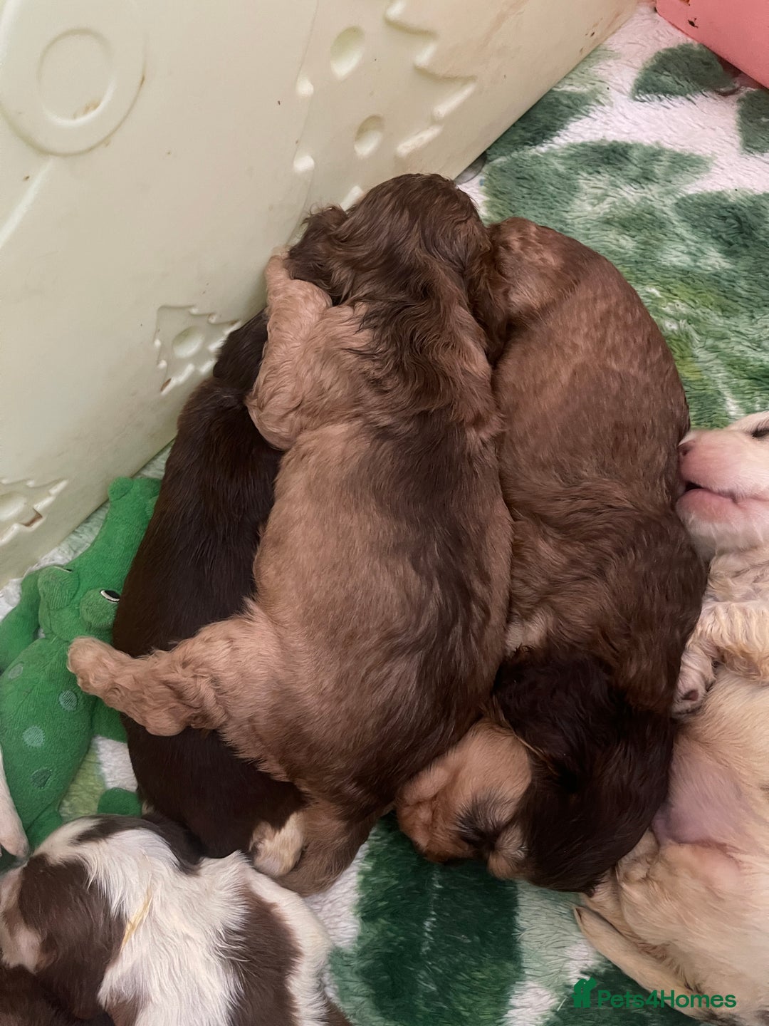 Cocker Spaniel dogs for sale: KC Show Cockers - 1 Girl , 3 Boys remaining! - Image 38