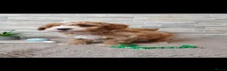Poochon dogs for sale: Beautiful Poochon puppies! - Advert 15