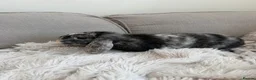 Mixed Breed rabbits for sale: Flopsy and Mopsy in Burton-on-Trent - Advert 4