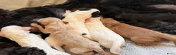 Australian Labradoodle dogs for sale: 8 Gorgeous Australian labradoodle puppies - Advert 9