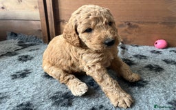 Australian Labradoodle dogs for sale: Aussie Doodles - 1 boy & 1 girl available  - Image 4