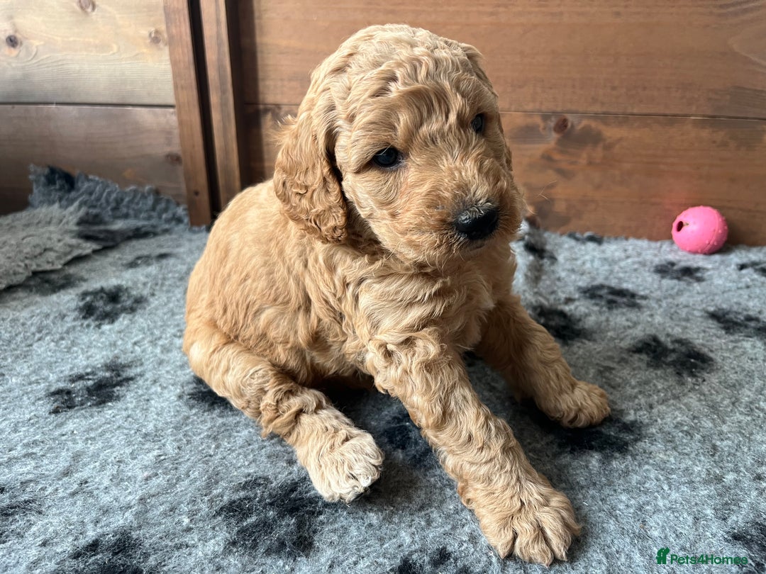 Australian Labradoodle dogs for sale: Aussie Doodles - 1 boy & 1 girl available  - Image 4