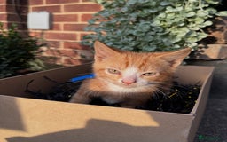 Domestic Shorthair cats for sale: 5 Beautiful fluffy Kittens - Image 10