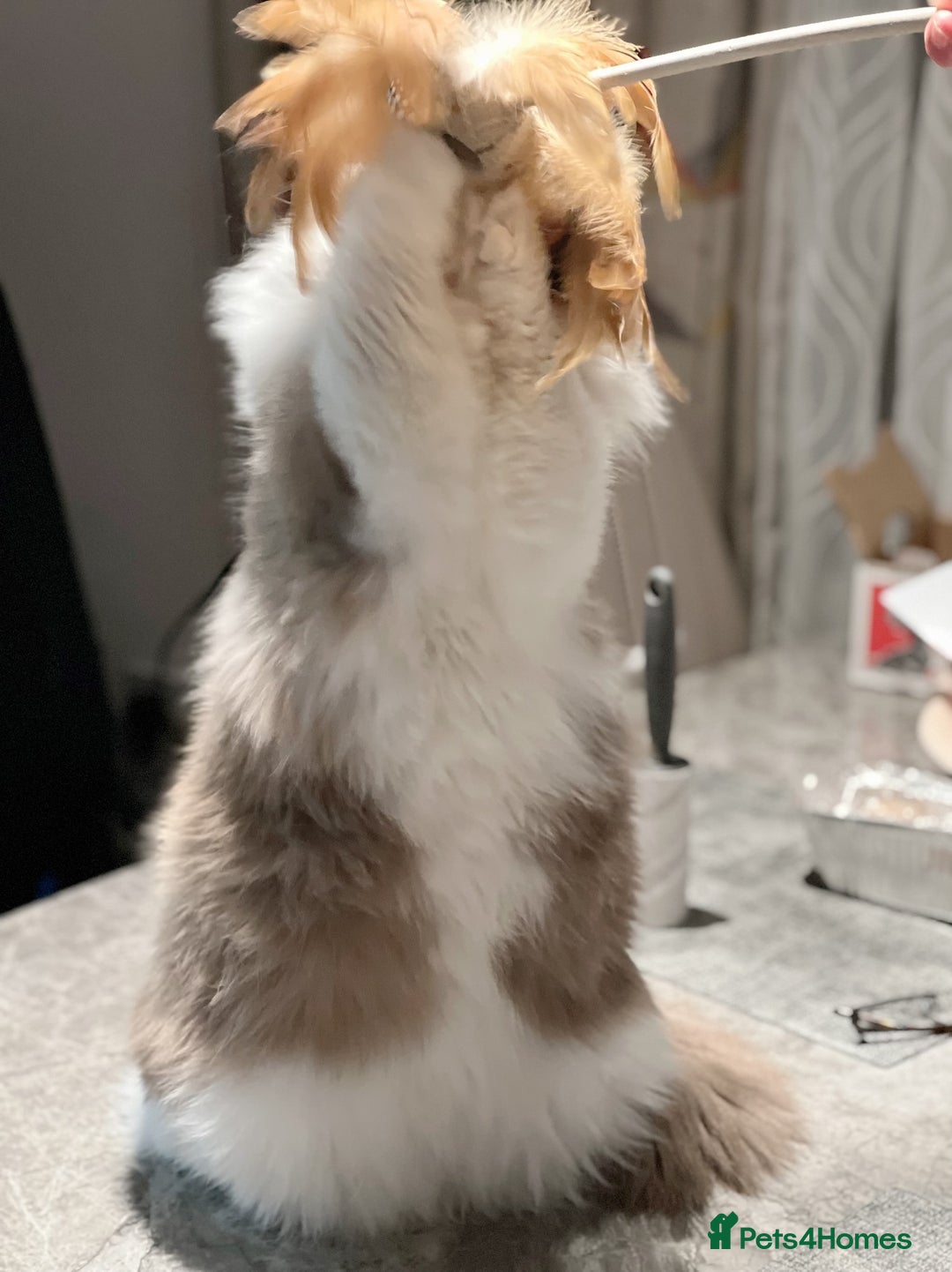 Ragdoll cats for stud: 5 Pedigree TICA European Famous R-Bloodline  in London - Image 18