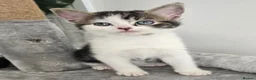 Mixed Breed cats for sale: Beautiful kittens - Advert 6