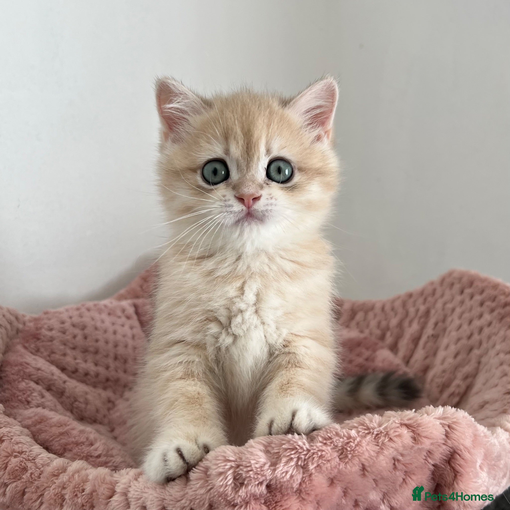 British Shorthair cats Stunning Golden Kittens  - Advert 2
