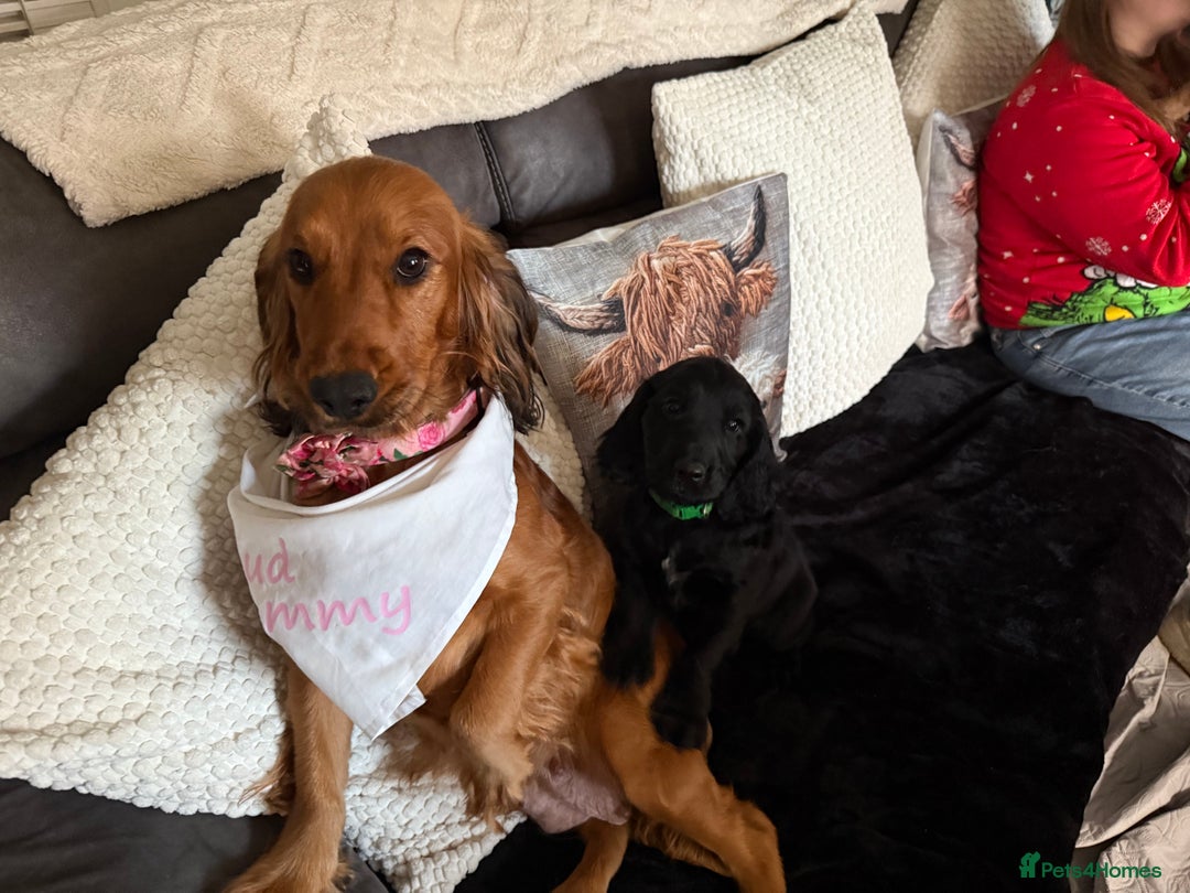 Cocker Spaniel dogs for sale: 10 week old male Cocker Spaniel  - Advert 1