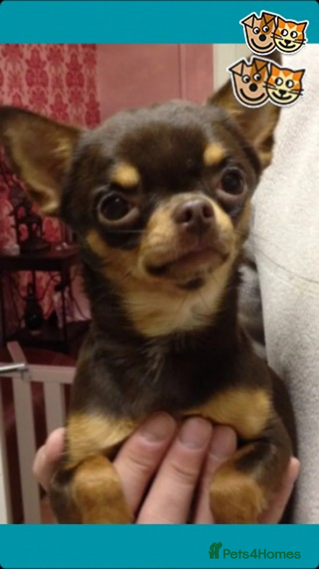 Chihuahua dogs for stud: KC BOYS LILAC, CHOCOLATE , BLUE , BOYS AVAILABLE. in Mansfield - Advert 7