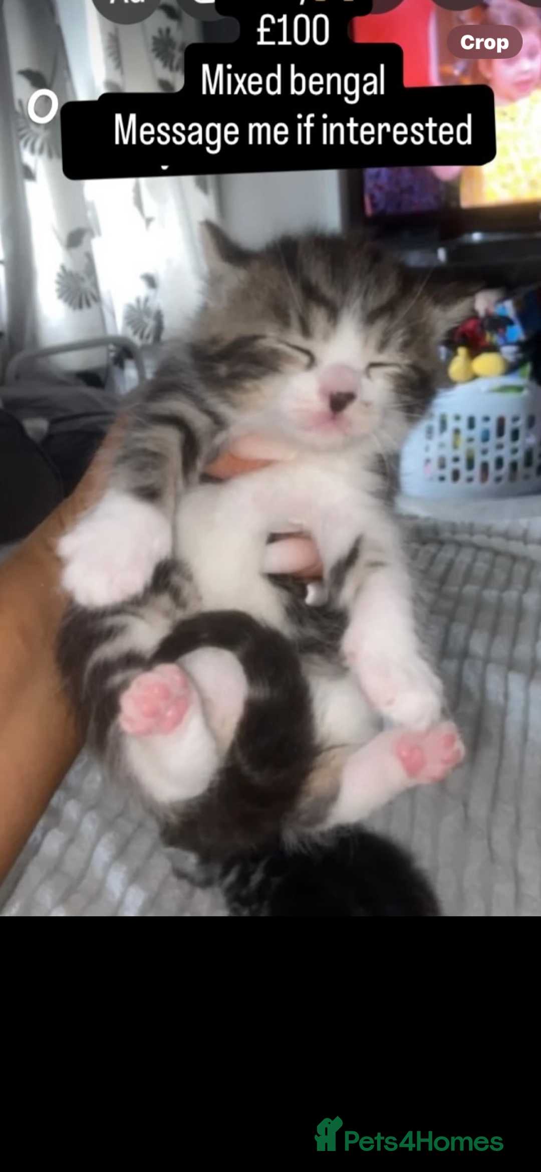 Bengal cats for sale: 4 x Beautiful Bengal Mixed Babies - Advert 7