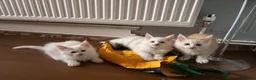 Maine Coon cats for sale: ✨🐾 MEET YOUR FUTURE MAINE COON COMPANION 🐾✨ - Advert 17