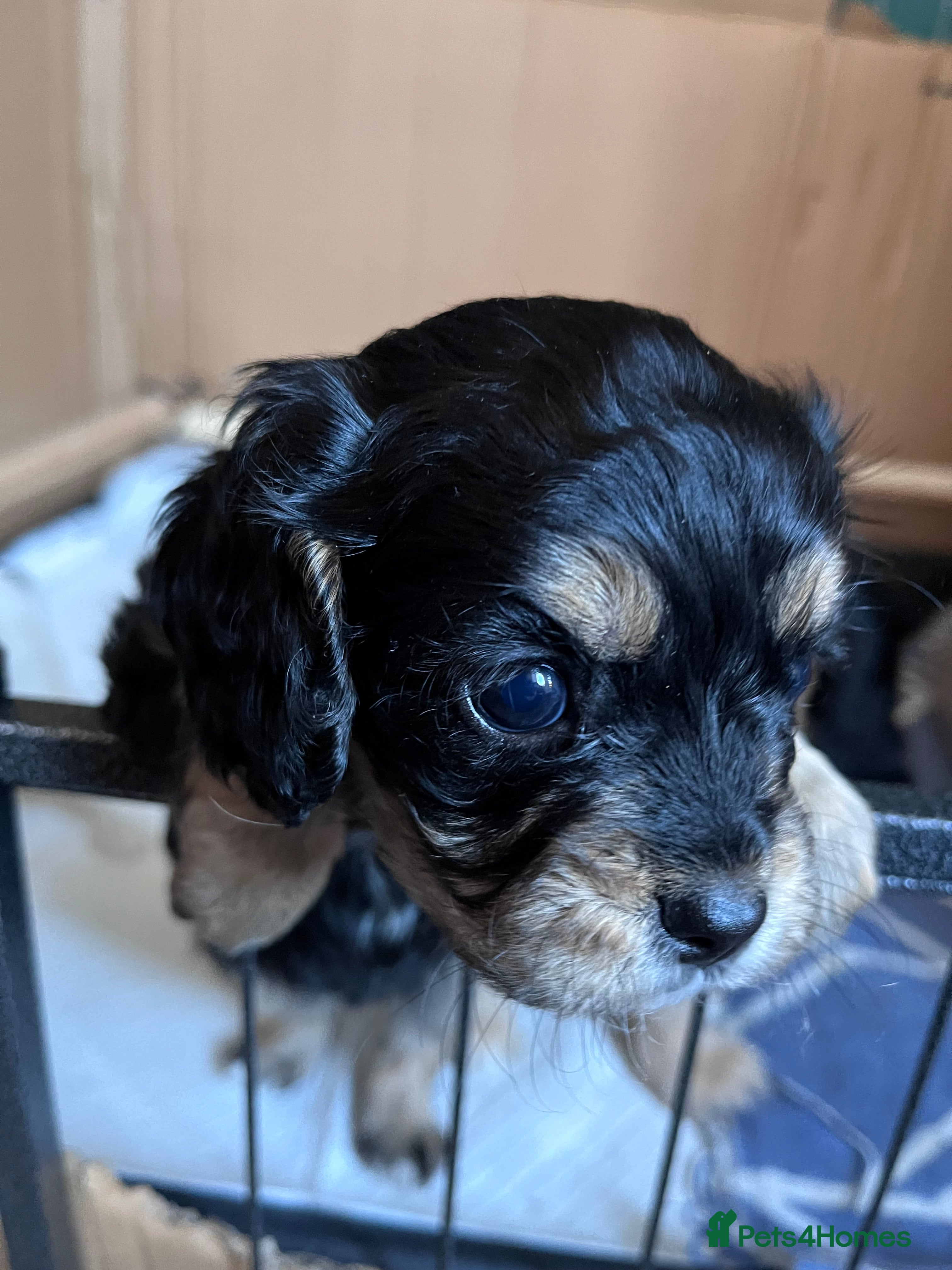 Cavapoo dogs Beautiful F1B REVERSE Cavapoos - Advert 15