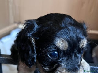 Cavapoo dogs Beautiful F1B REVERSE Cavapoos - Advert 13